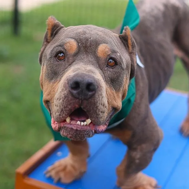 An adult medium-sized male English Bulldog dog named Frank Woods for adoption in San Antonio, TX