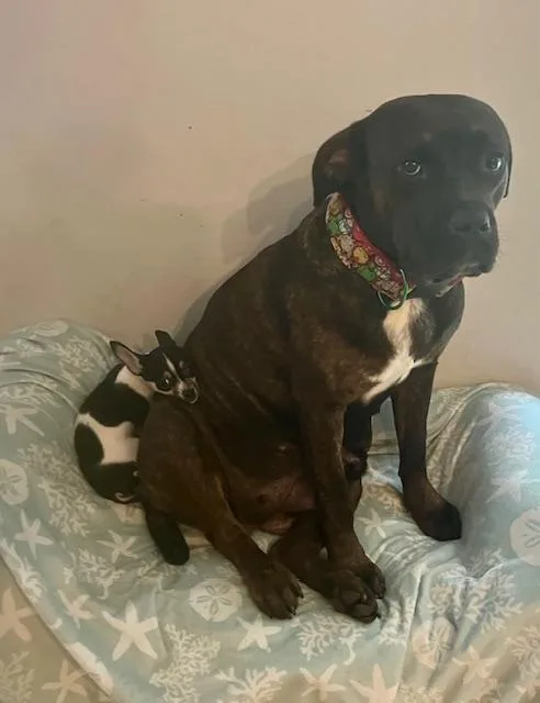 An adult large-sized female Brindle Mastiff dog named Nita for adoption in Palm City, FL