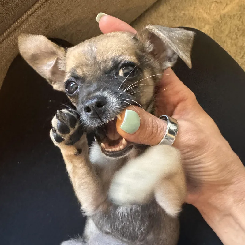 Espresso thumbnail 3