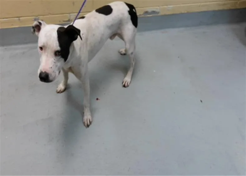 A young medium-sized male Pit Bull Terrier dog named Rambo for adoption in Tulsa, OK