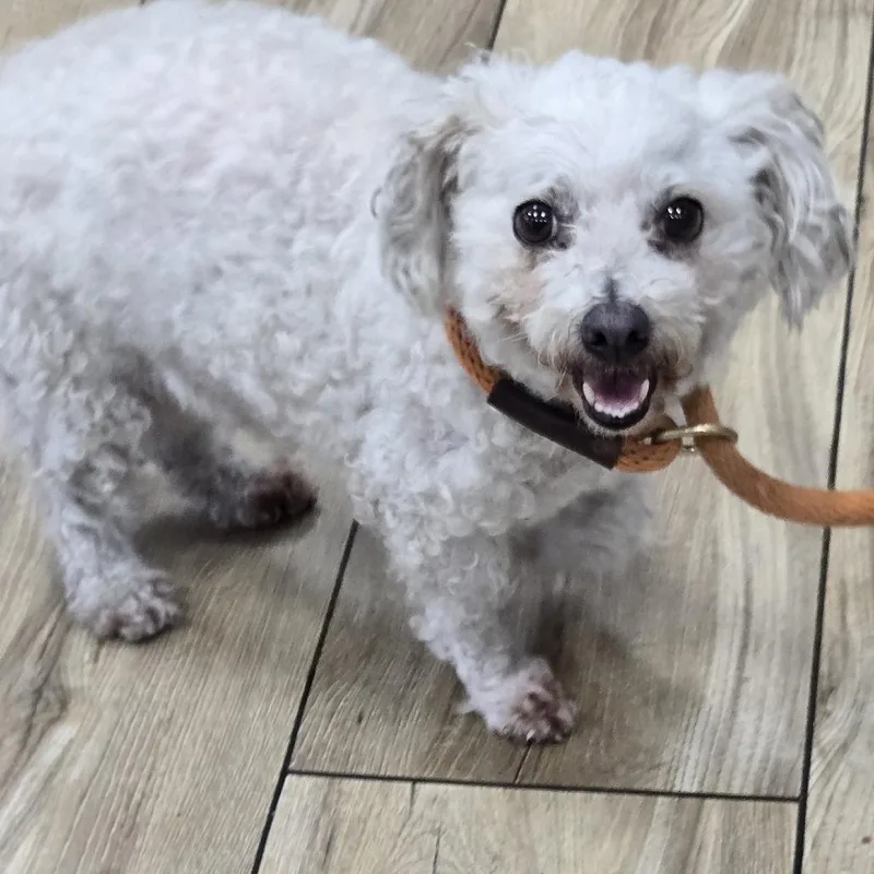 A senior small-sized female White / Cream Bichon Frise dog named Princess for adoption in Newark, NJ