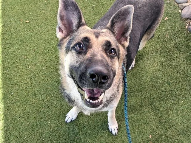 An adult large-sized female German Shepherd Dog dog named Raven for adoption in Mesa, AZ