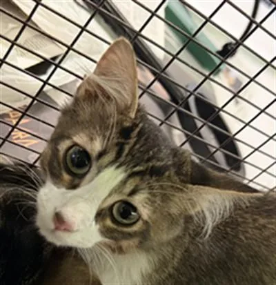 A baby small-sized male Domestic Short Hair cat named Sydney for adoption in Los Angeles, CA