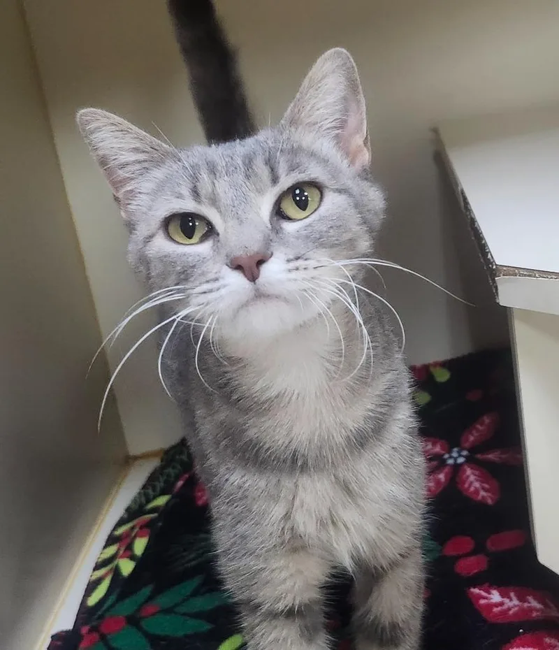A young small-sized female Domestic Short Hair cat named Belinda for adoption in Little Rock, AR