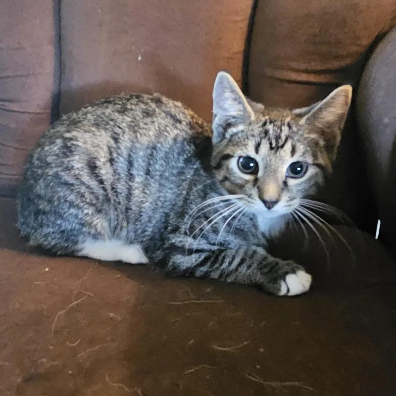 A baby small-sized female Domestic Short Hair cat named Spicy Tuna for adoption in Medina, OH