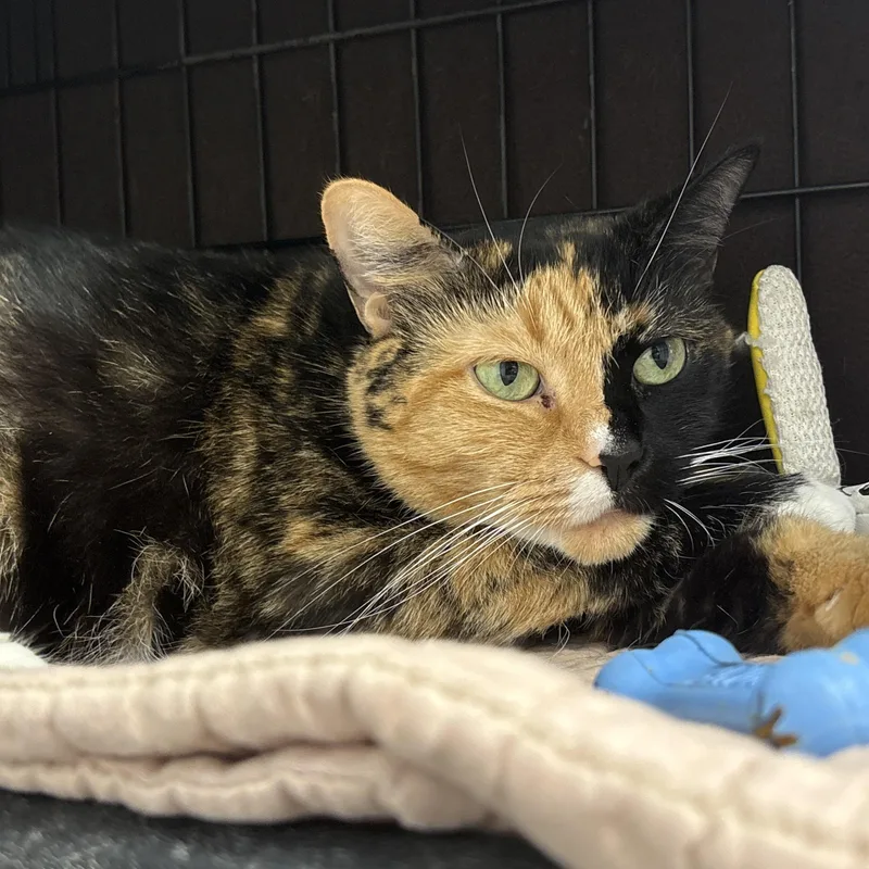 An adult large-sized female Black Calico cat named Abu for adoption in Youngstown, OH