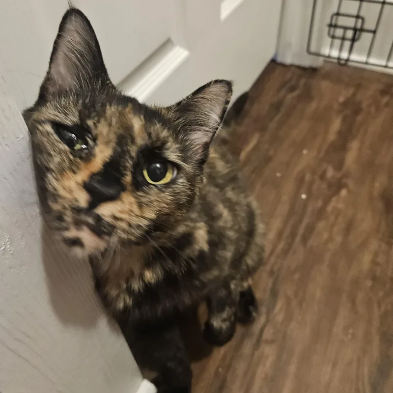 An adult medium-sized female Tortoiseshell cat named Mori for adoption in Wilmington, NC