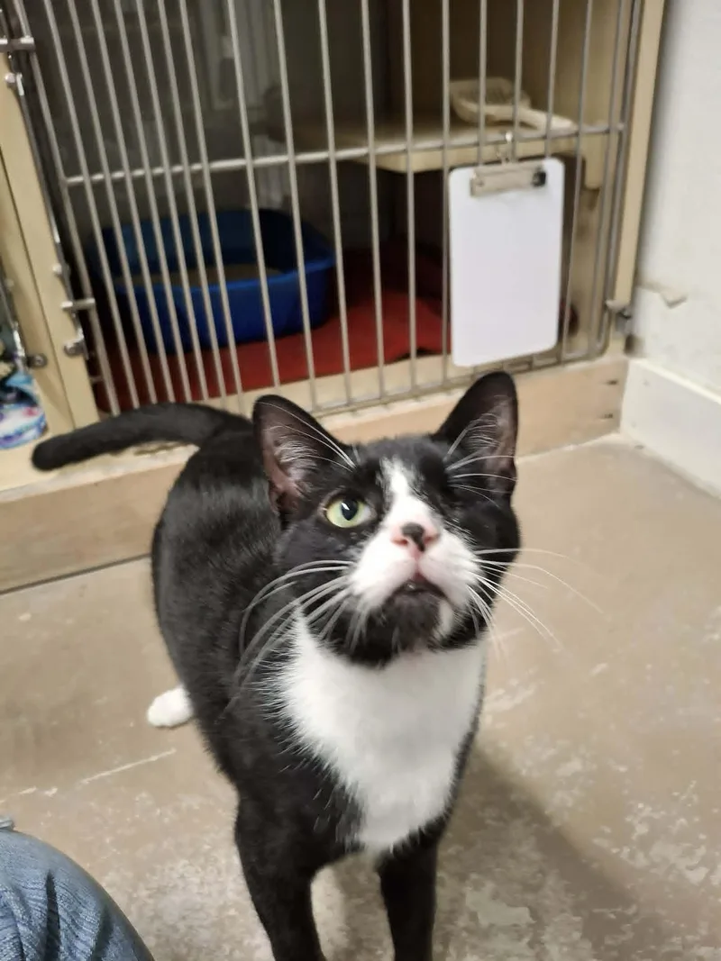 A young medium-sized female Black & White / Tuxedo Domestic Short Hair cat named Puff And Puddle for adoption in Gonic, NH