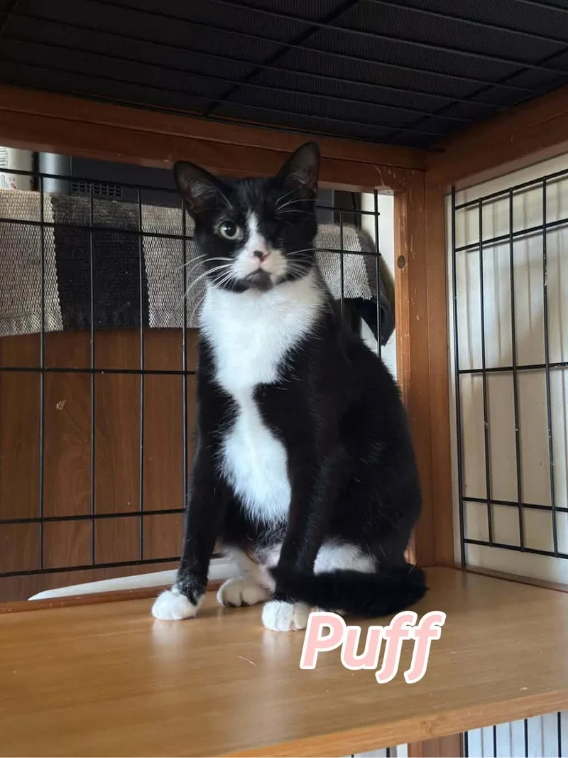Puff And Puddle thumbnail 2