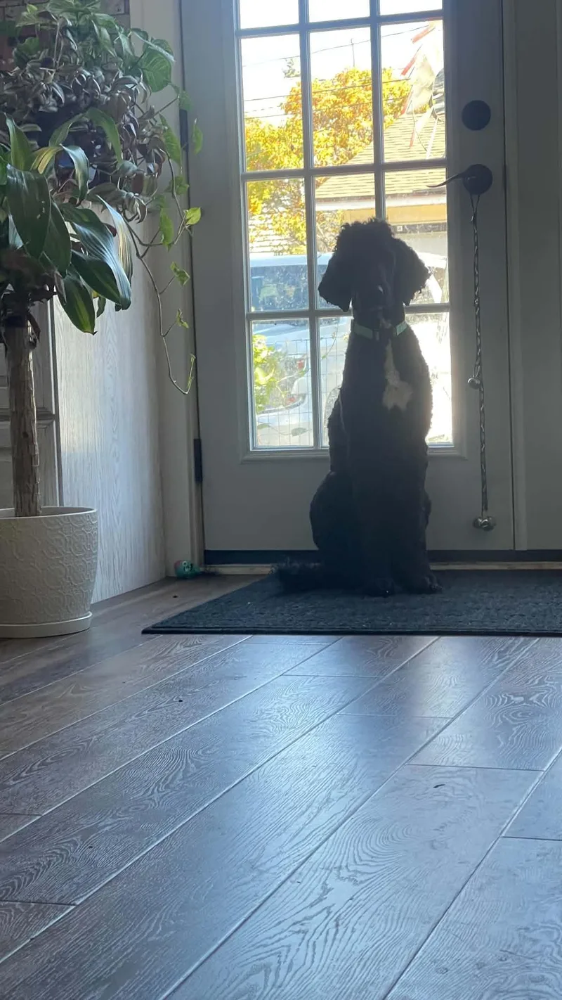 An adult medium-sized female Black Goldendoodle dog named Coraline for adoption in Clinton, WI