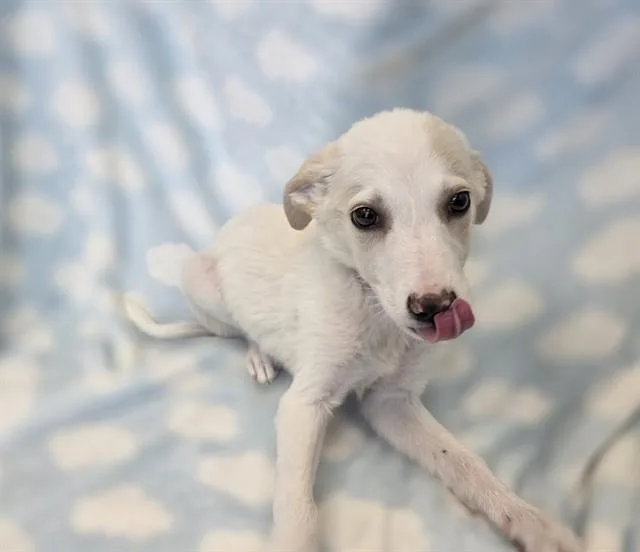 A baby small-sized male Australian Shepherd dog named Michael for adoption in Agoura, CA