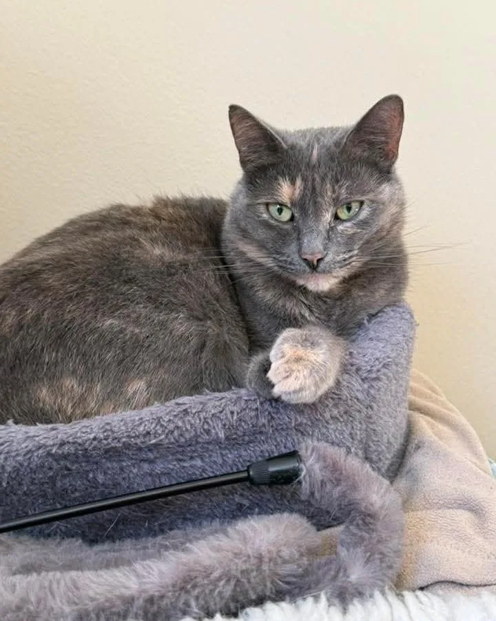 An adult medium-sized female Dilute Tortoiseshell cat named Moon Pie for adoption in Davison, MI