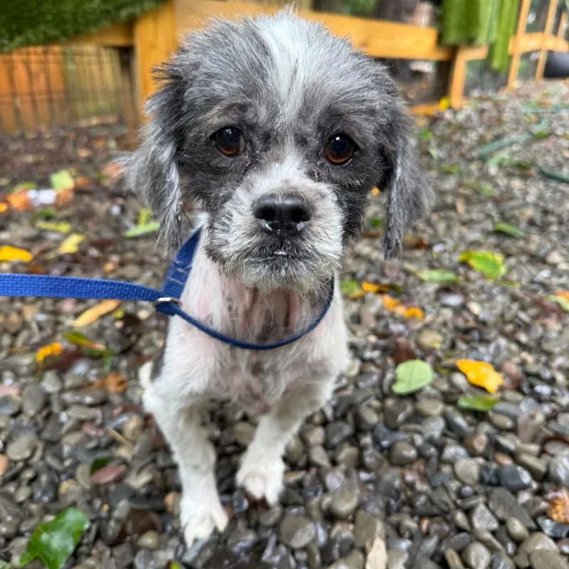 An adult small-sized female Black Shih Tzu dog named Freckles for adoption in West Chester, PA