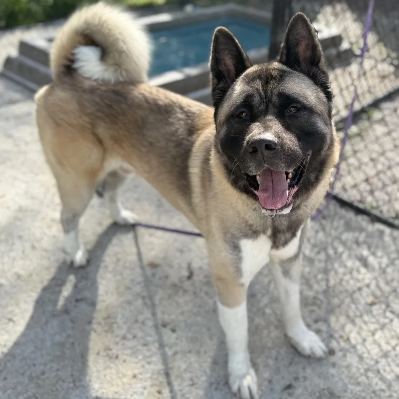 An adult extra large-sized male Akita dog named Komach for adoption in Philadelphia, PA