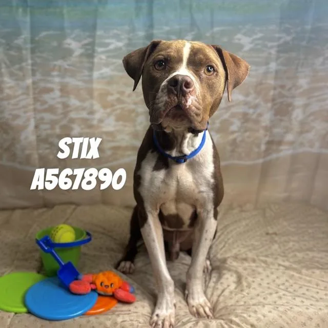 An adult medium-sized male Pit Bull Terrier dog named Stix for adoption in Huntsville, AL