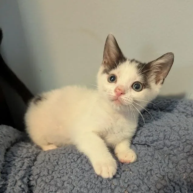 A baby small-sized male White Domestic Short Hair cat named Hiccup for adoption in Haddon Heights, NJ