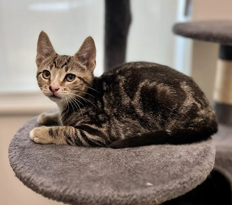 A baby medium-sized male Tabby (Brown / Chocolate) Domestic Short Hair cat named Pepper Jack for adoption in Waldport, OR