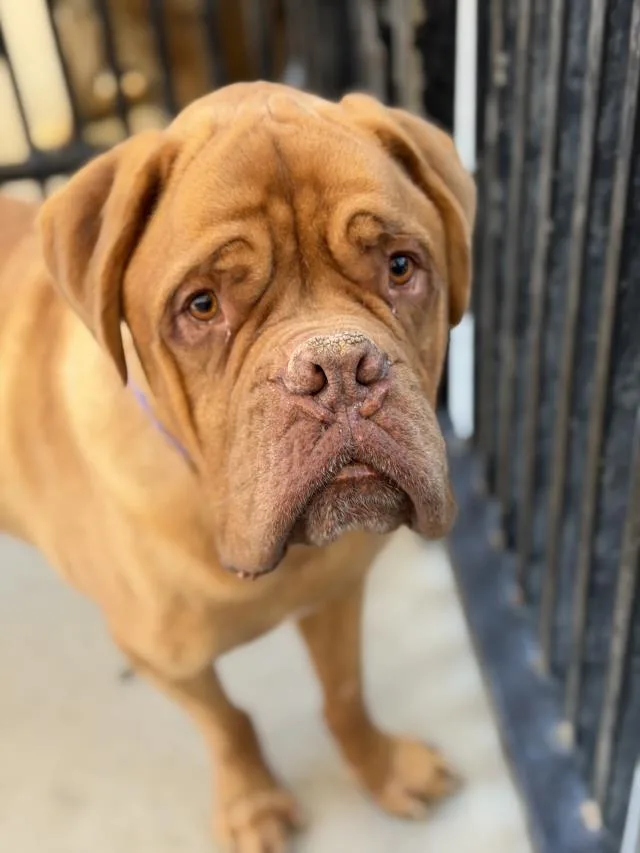 An adult large-sized male Dogue de Bordeaux dog named Cooper for adoption in Santa Barbara, CA