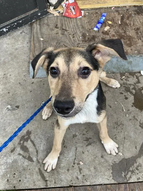 A baby large-sized male Mixed Breed dog named Sammie for adoption in Dallas, TX
