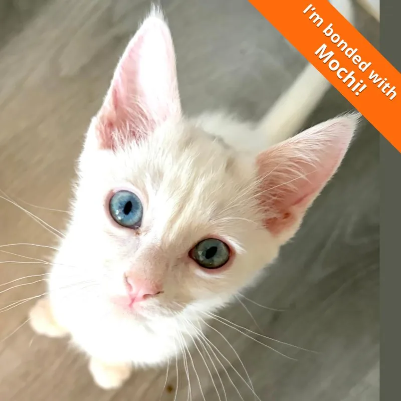 Yuki thumbnail 3