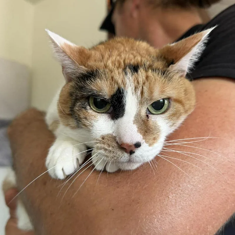 A senior medium-sized female White Domestic Short Hair cat named Joss for adoption in Ramona, CA