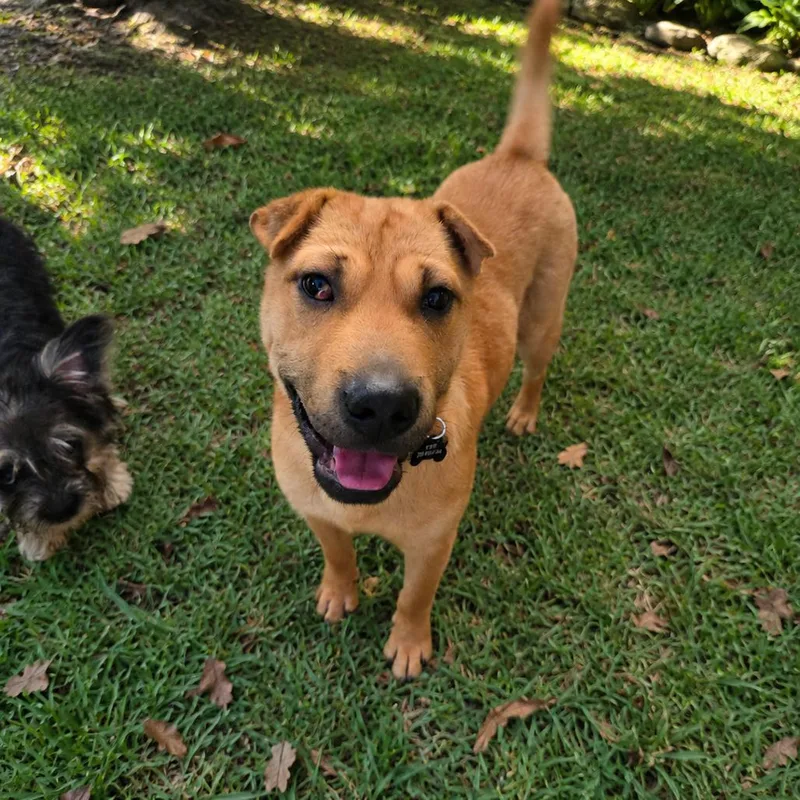 A young medium-sized male Shar-Pei dog named Cheerio for adoption in Bessemer, AL