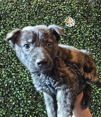 A baby small-sized male Black Mixed Breed dog named Corndog for adoption in El Paso, TX