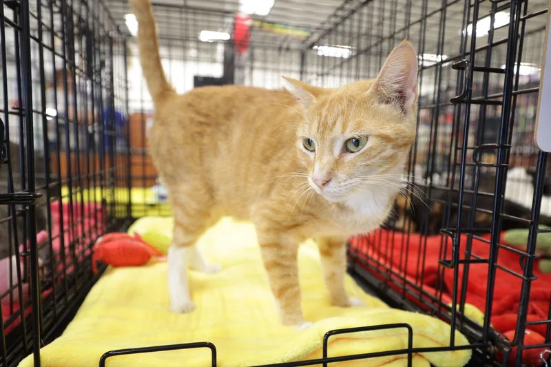 A young medium-sized female Domestic Short Hair cat named Sienna for adoption in Pompano Beach, FL