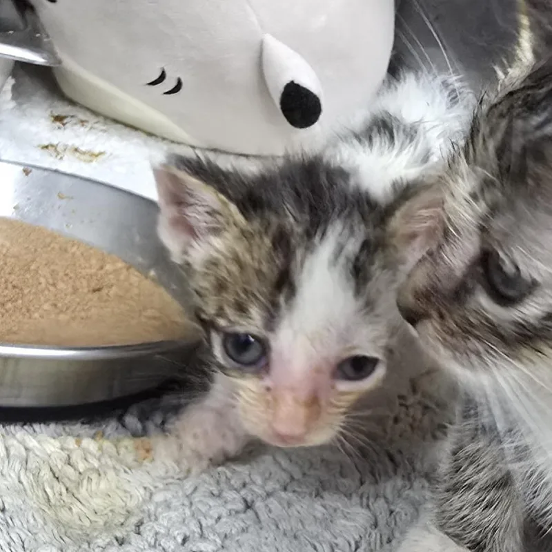 A baby small-sized male Brown / Chocolate Domestic Short Hair cat named Chai for adoption in Yanceyville, NC