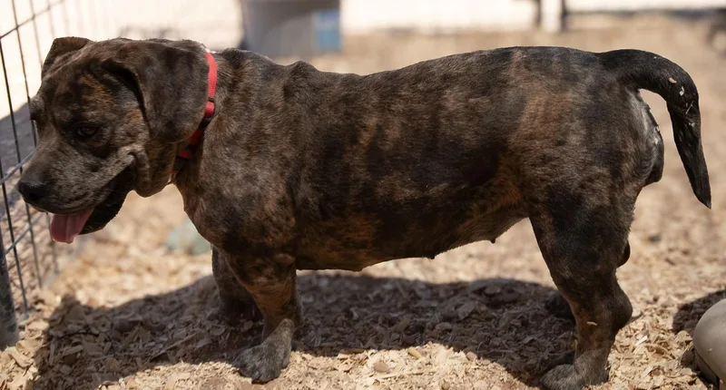 A young medium-sized female American Bully dog named Brin for adoption in Casa Grande, AZ