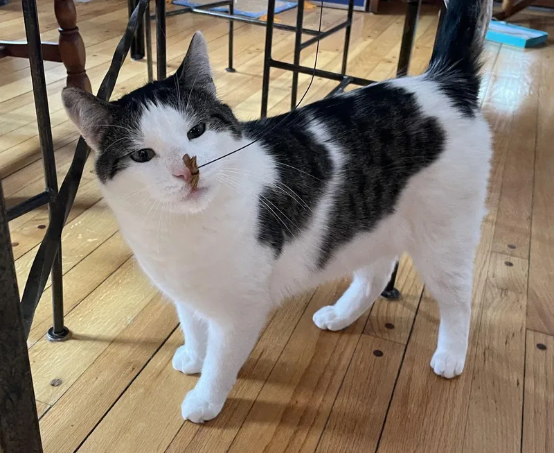 An adult medium-sized male Black & White / Tuxedo Domestic Short Hair cat named Adonis for adoption in Naugatuck, CT