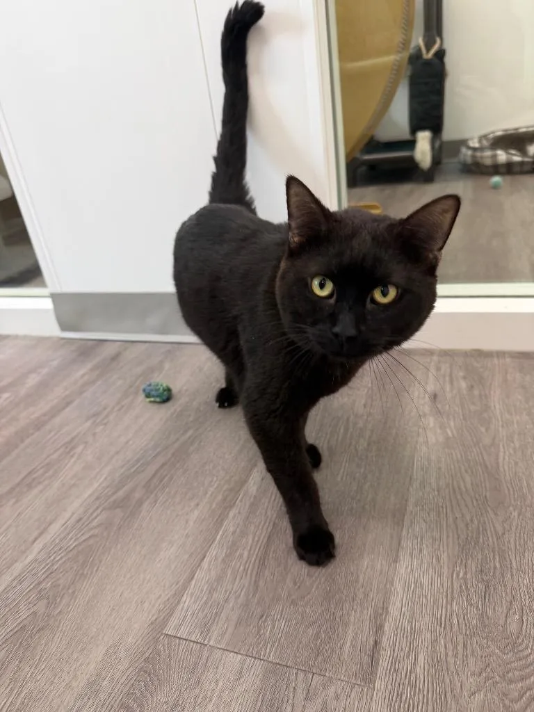 A senior medium-sized male Domestic Short Hair cat named Lloyd for adoption in Glenfield, NY