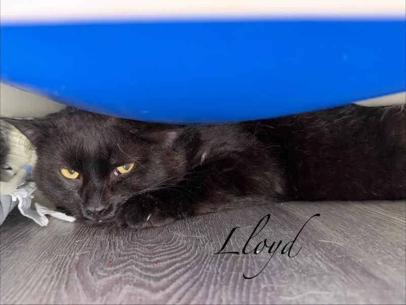 Lloyd thumbnail 4