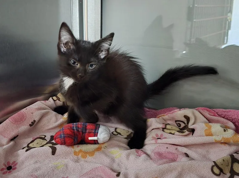 A baby small-sized female Black & White / Tuxedo Domestic Short Hair cat named Peaches for adoption in Dickson, TN