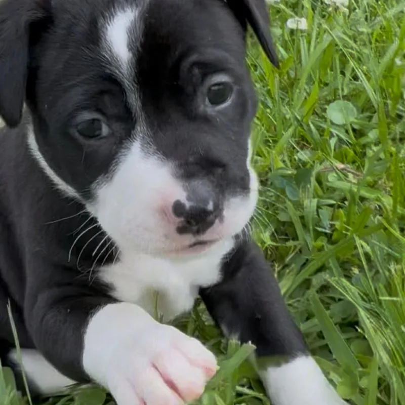 A baby small-sized female Black Terrier dog named Grapefruit for adoption in Carencro, LA