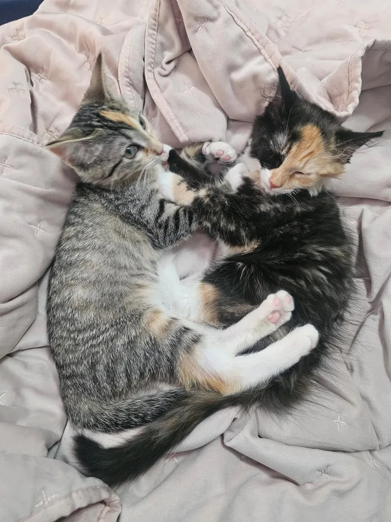 A baby small-sized female Torbie Domestic Short Hair cat named Mitzi for adoption in Wilmington, NC