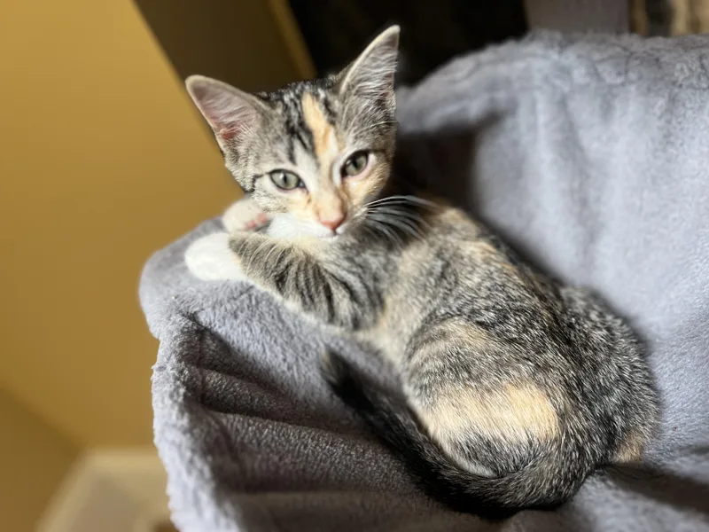 Mitzi thumbnail 2