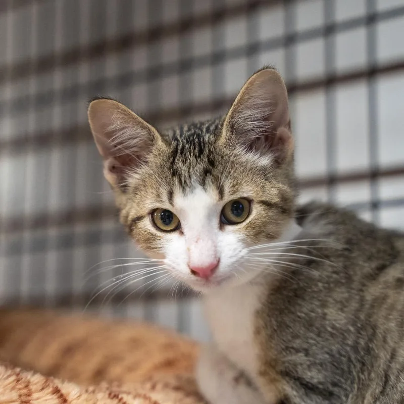 A baby small-sized male Gray / Blue / Silver Domestic Short Hair cat named S'mores for adoption in Pawling, NY