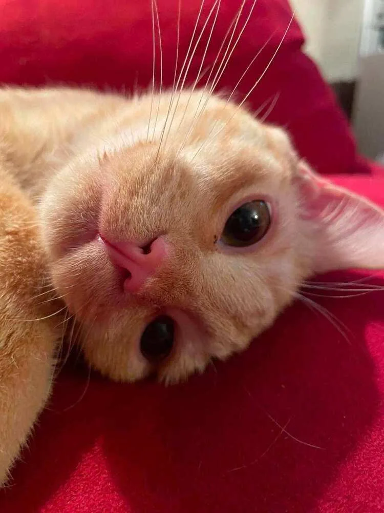 An adult large-sized male Tabby (Orange / Red) Domestic Short Hair cat named Soleil for adoption in Ferndale, MI