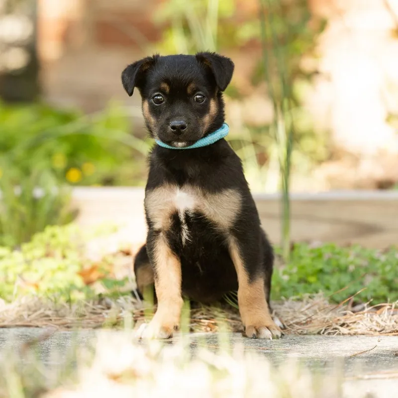 A baby small-sized female Black Feist dog named Savanna for adoption in Wake Forest, NC