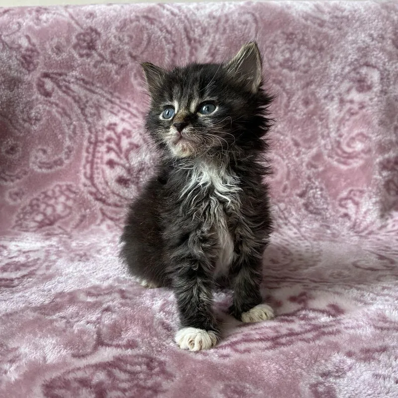 A baby small-sized male Gray / Blue / Silver Domestic Short Hair cat named Dew for adoption in Middle Village, NY