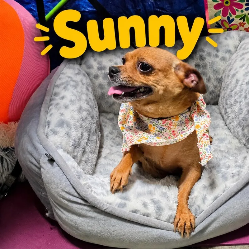 Sunny
