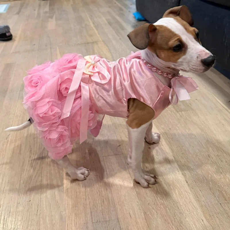 A baby small-sized female Yellow / Tan / Blond / Fawn Rat Terrier dog named Daffodil for adoption in Silver Spring, MD