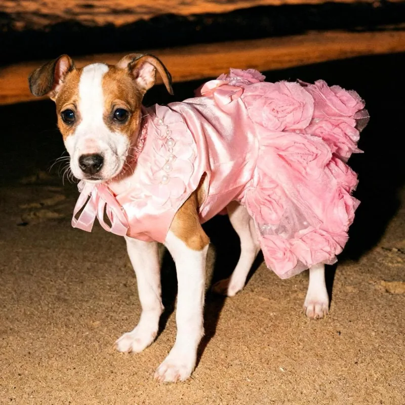 Daffodil thumbnail 2