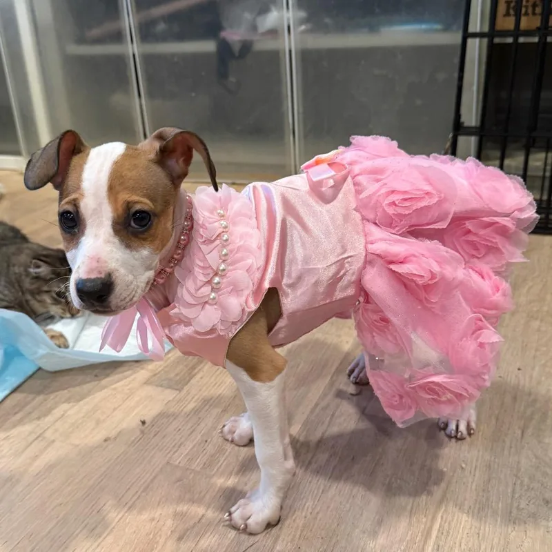 Daffodil thumbnail 4