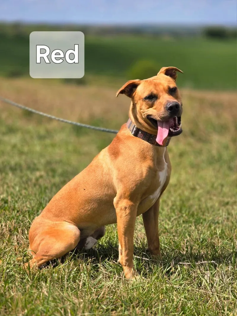 An adult medium-sized male Golden Pit Bull Terrier dog named Red for adoption in Walthill, NE