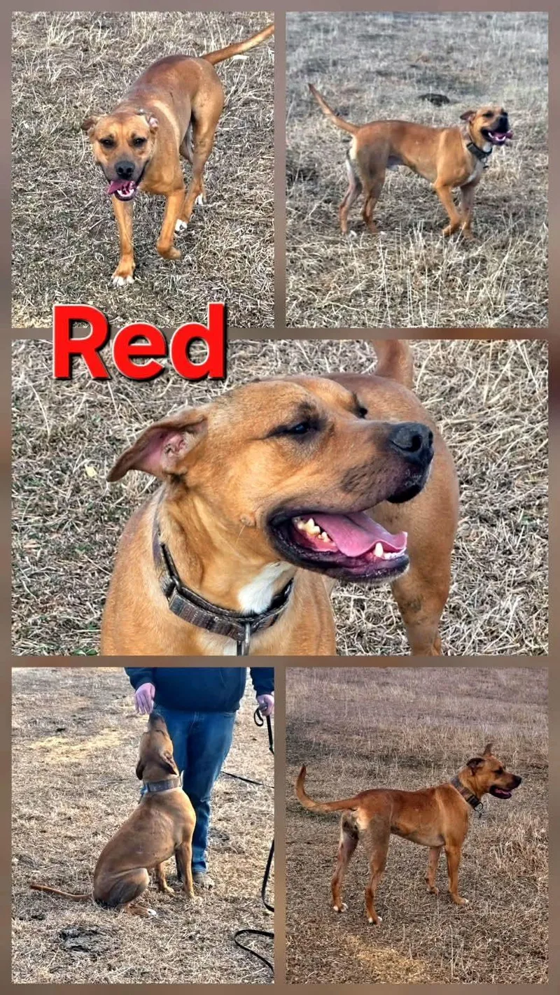 Red thumbnail 4