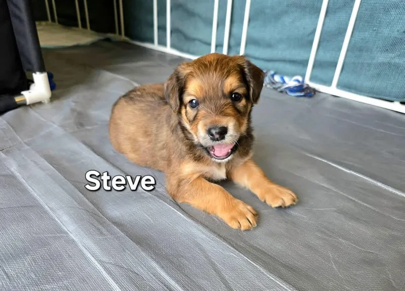 Steve thumbnail 2