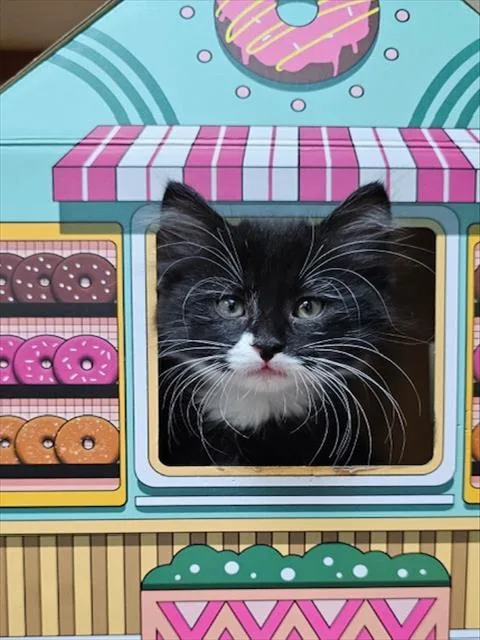 A baby small-sized male Domestic Medium Hair cat named Hunter for adoption in Clinton Township, MI