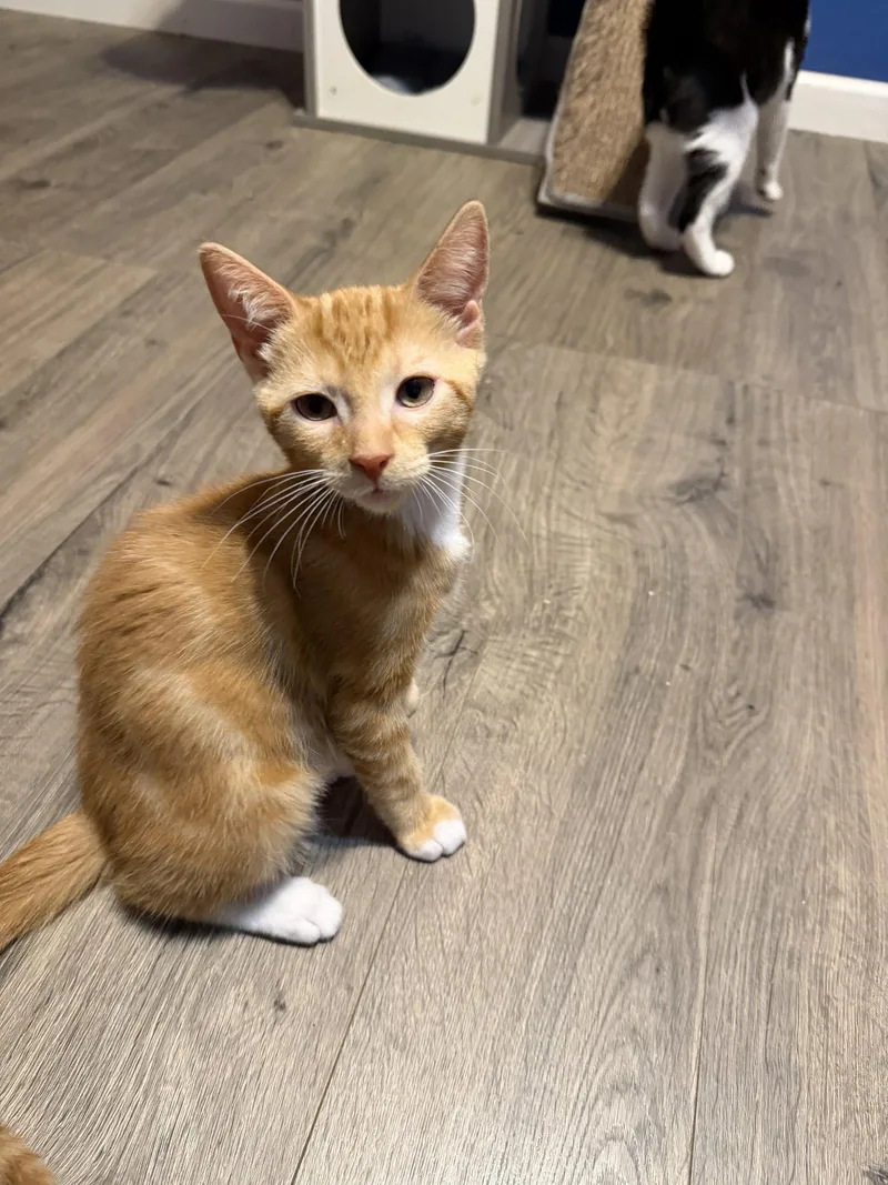 A baby medium-sized male Orange / Red Domestic Short Hair cat named Syrup for adoption in Stewartsville, NJ